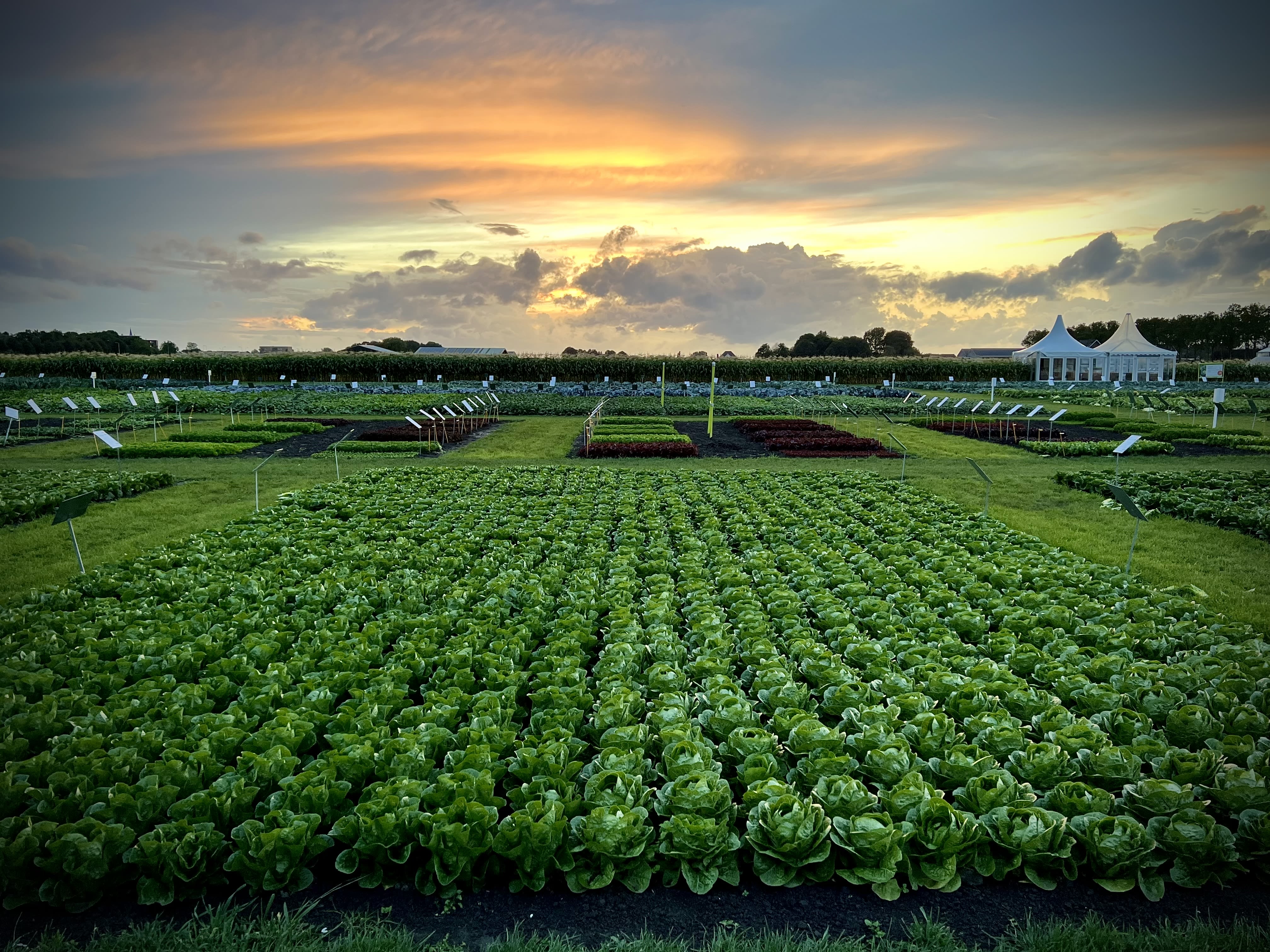 agriculture